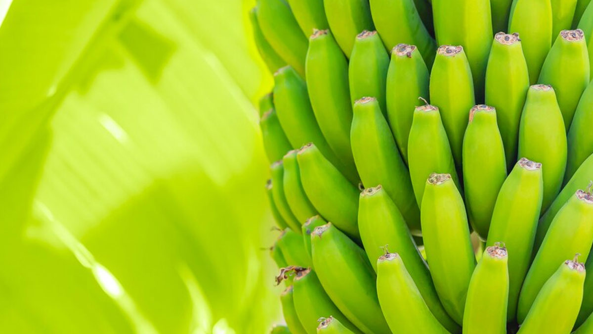 Here’s How Green Bananas Can Boost Your Metabolism And Help You Lose Weight